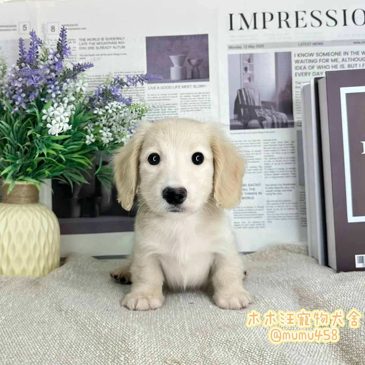 長毛臘腸(奶油色)