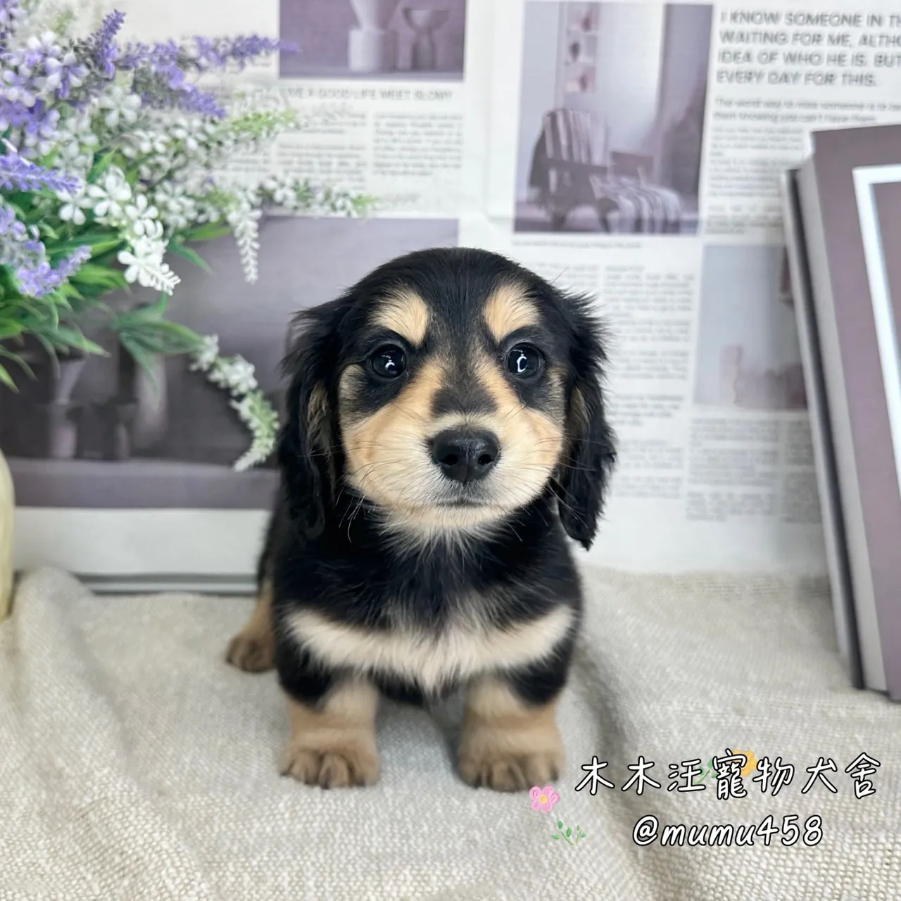 長毛臘腸(黑奶色)