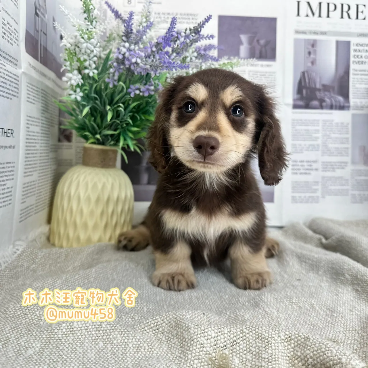 長毛臘腸(巧奶)