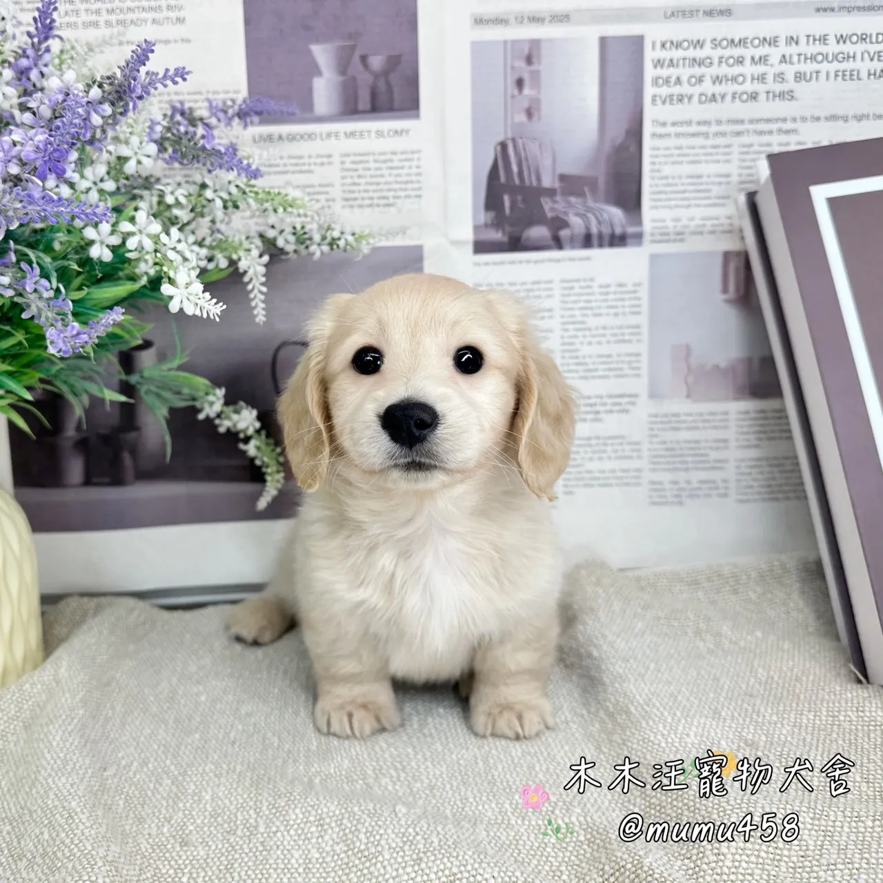 長毛臘腸(奶油色)