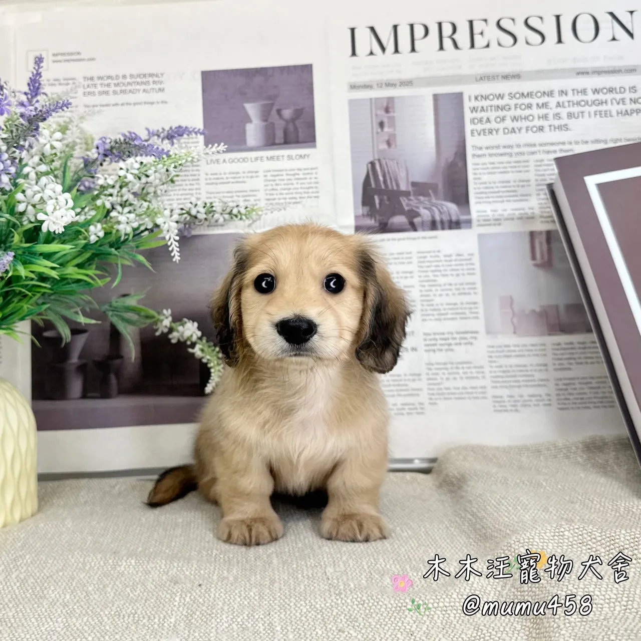 長毛臘腸(黑絲奶油色)