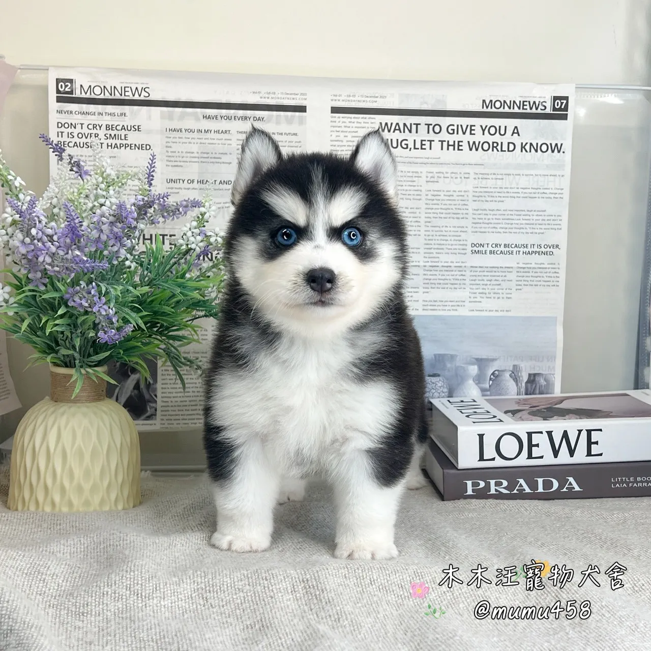 哈士奇(黑白色藍眼)