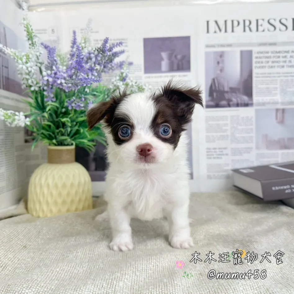 長毛吉娃娃(巧克力白花)