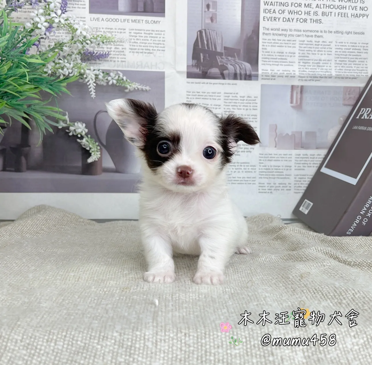 長毛吉娃娃(巧克力白花)