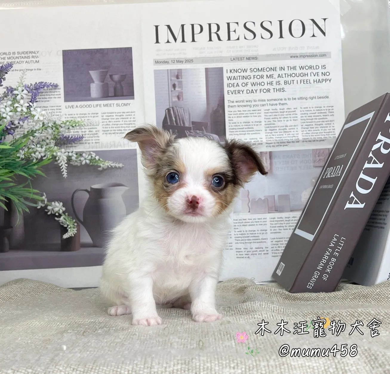 長毛吉娃娃(巧克力大理石)