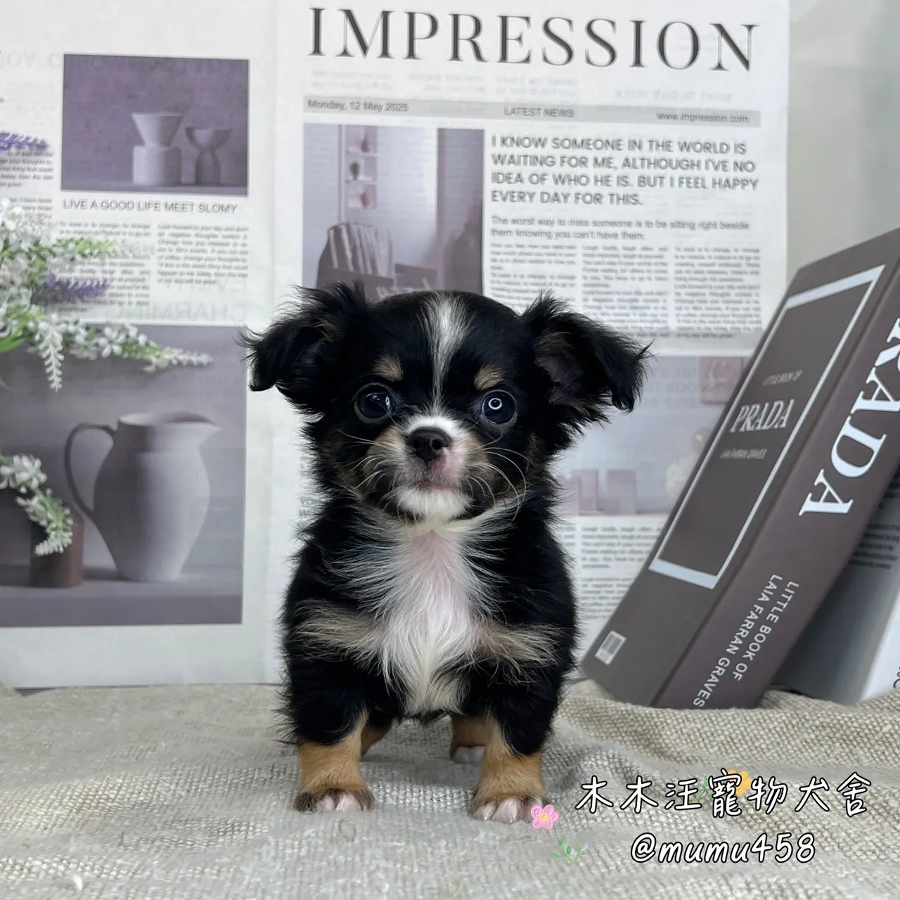 長毛吉娃娃(黑四目)