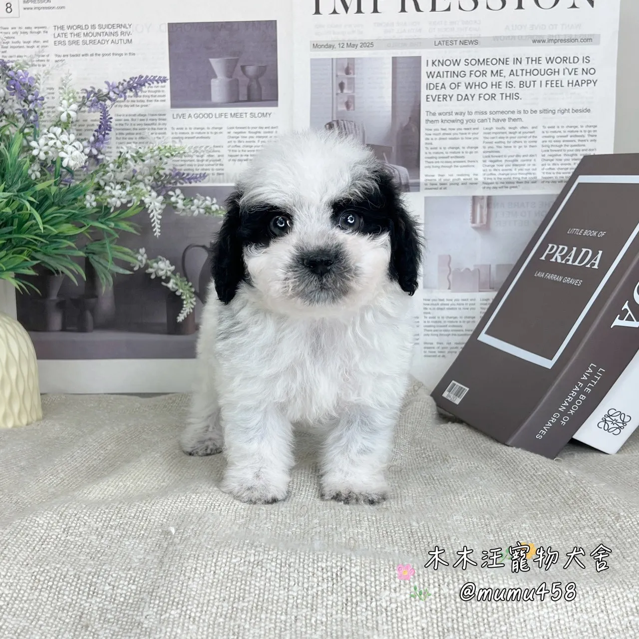 貴賓(黑白花貴賓)