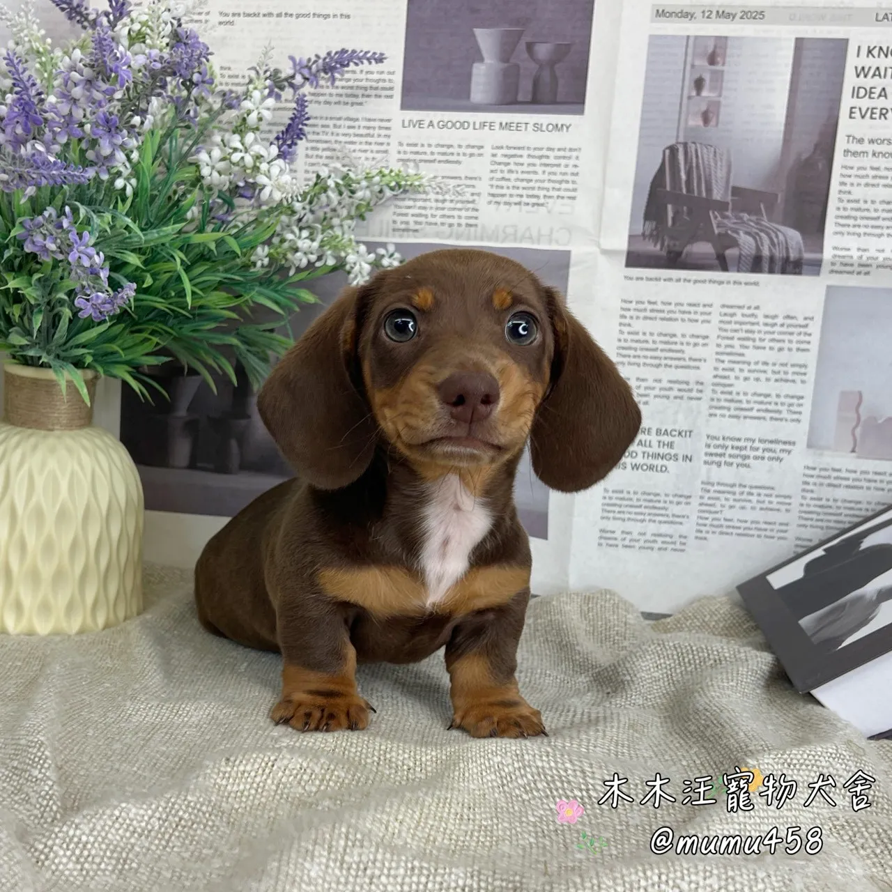 短毛臘腸(巧克力)