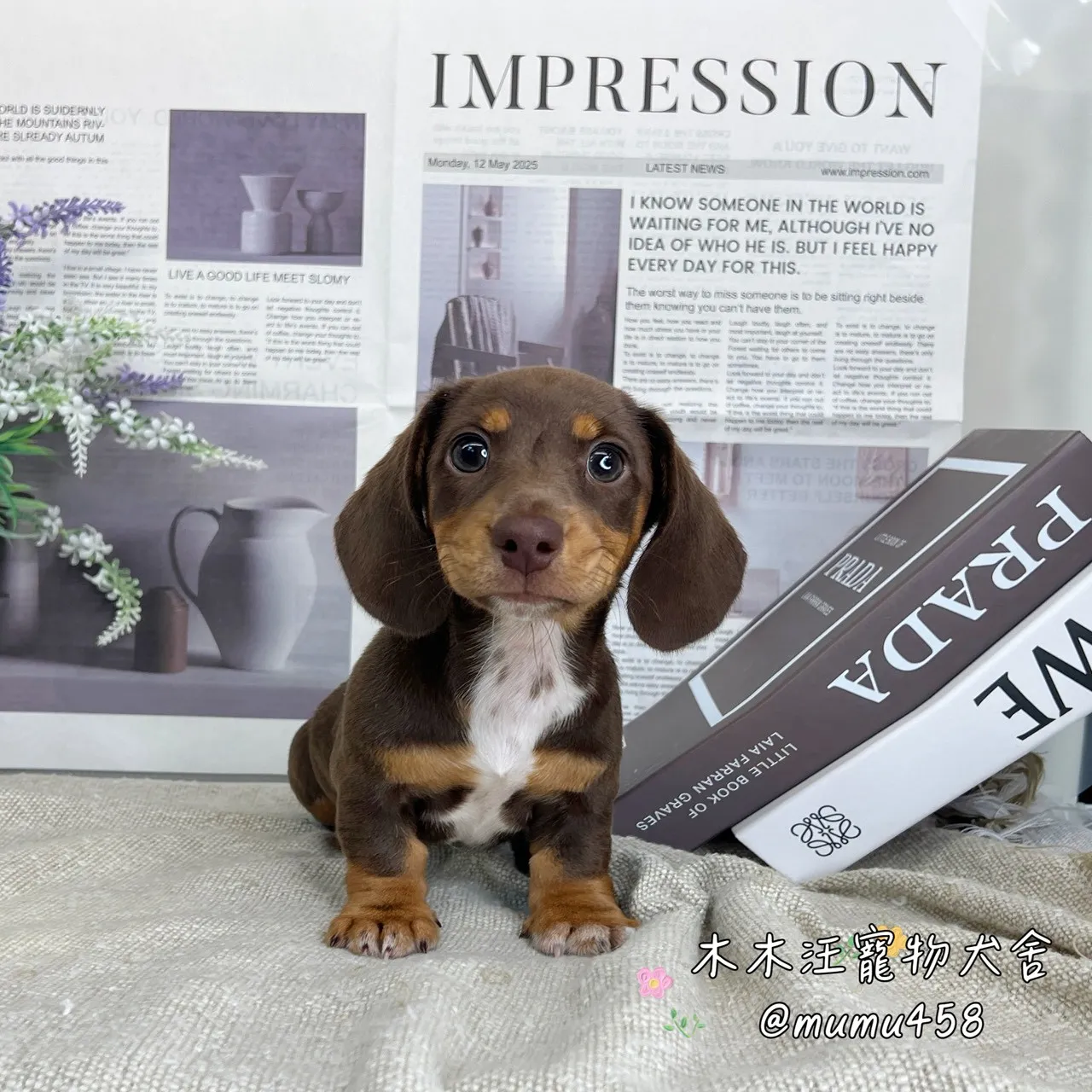 短毛臘腸(巧克力)