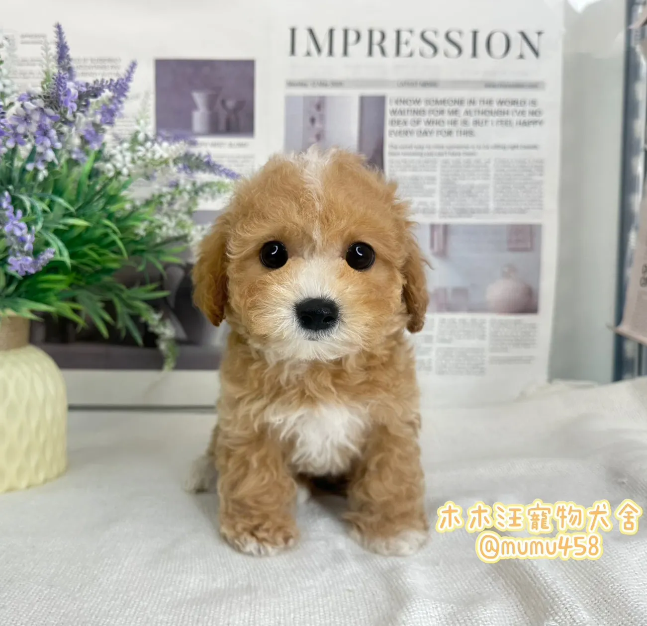 泰迪熊(貴賓比熊)(奶油白花色)