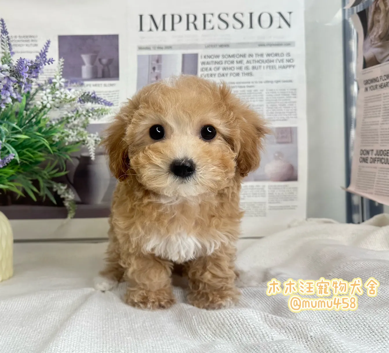 泰迪熊(貴賓比熊)(奶油白花色)