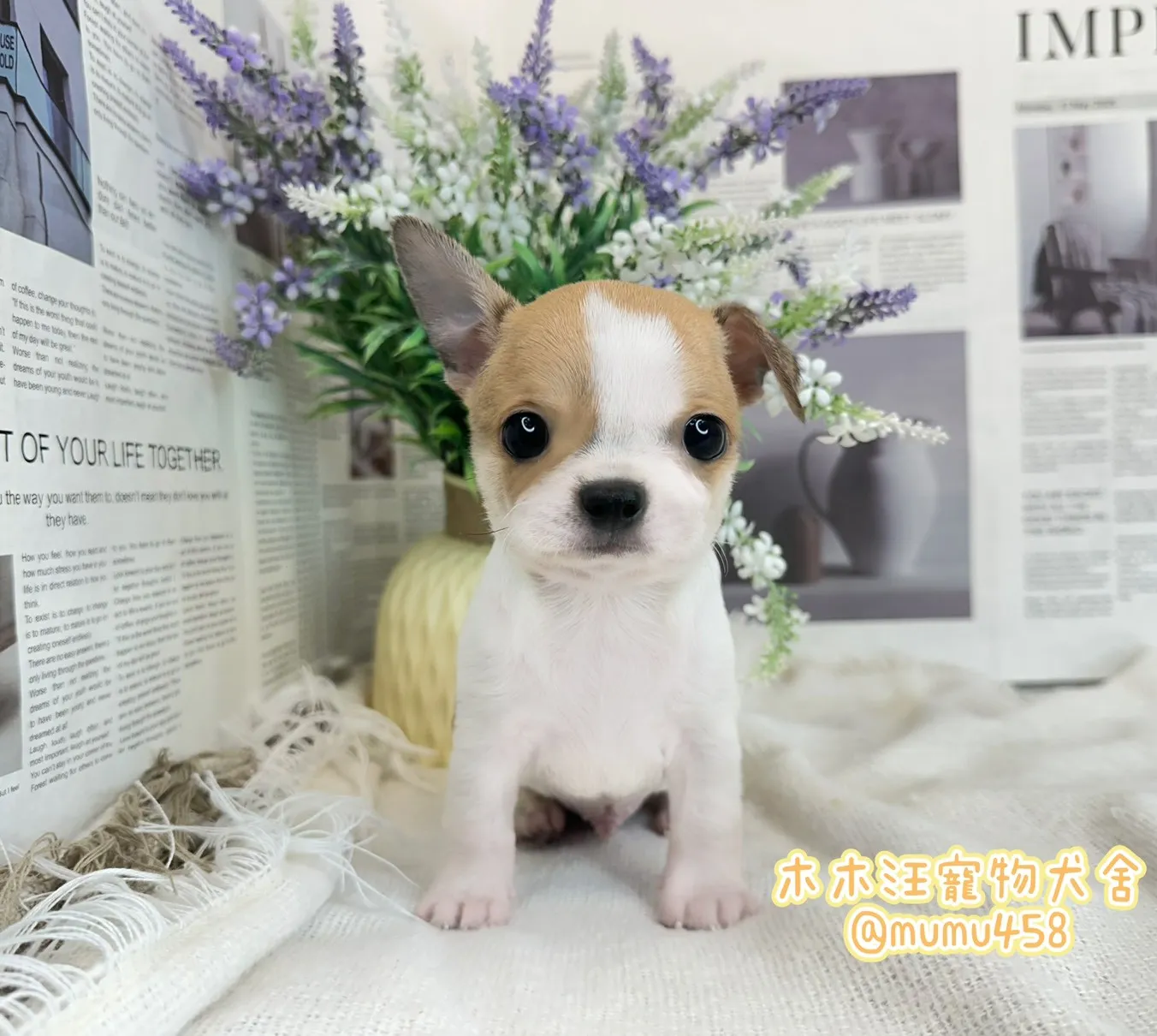 短毛吉娃娃(黃白)