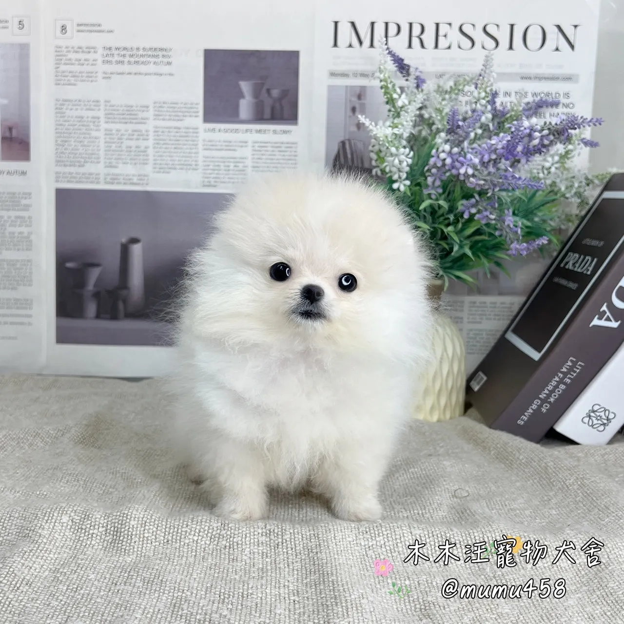 松鼠博美(白色)