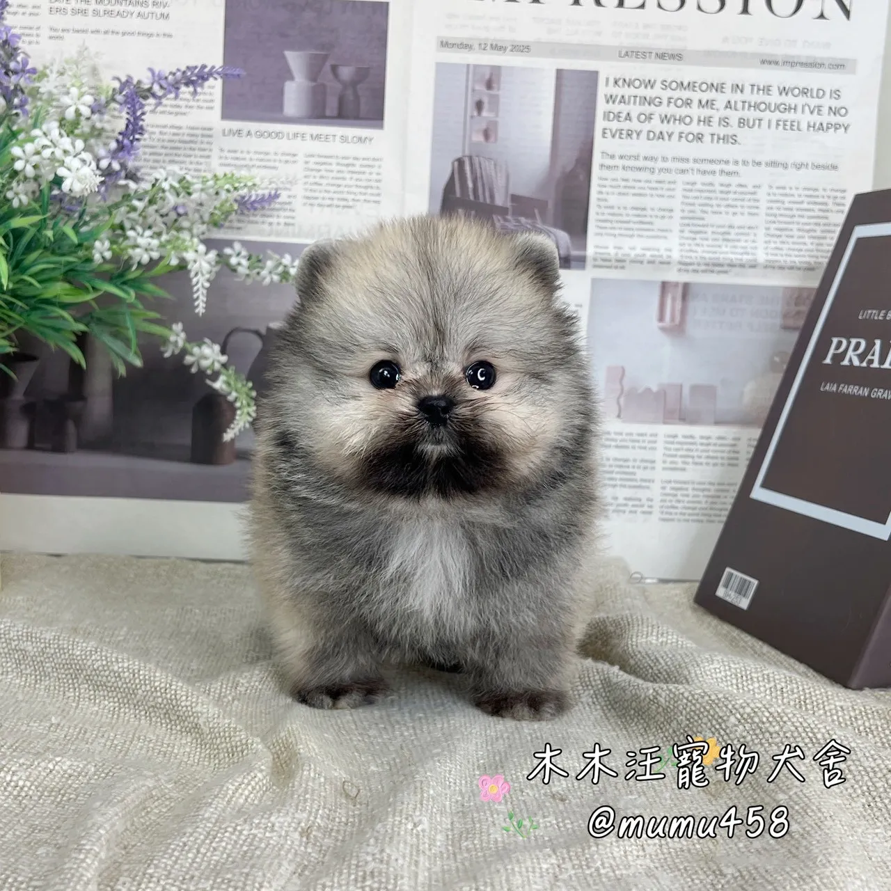 松鼠博美(奶油色)