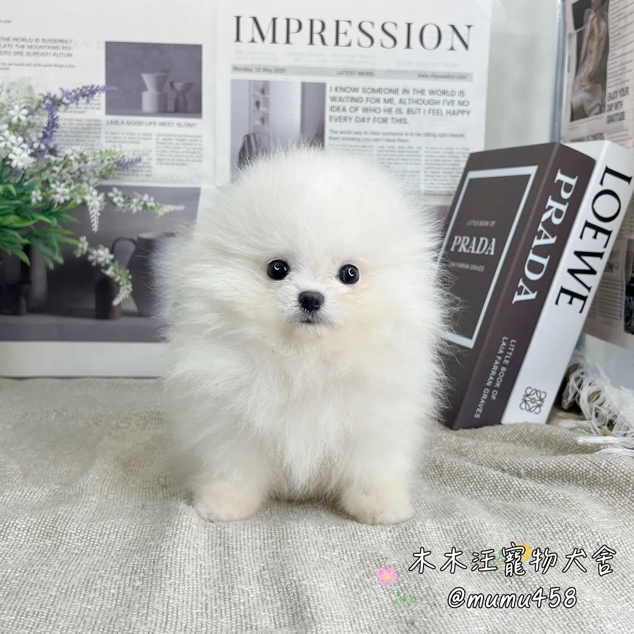 松鼠博美(白色)