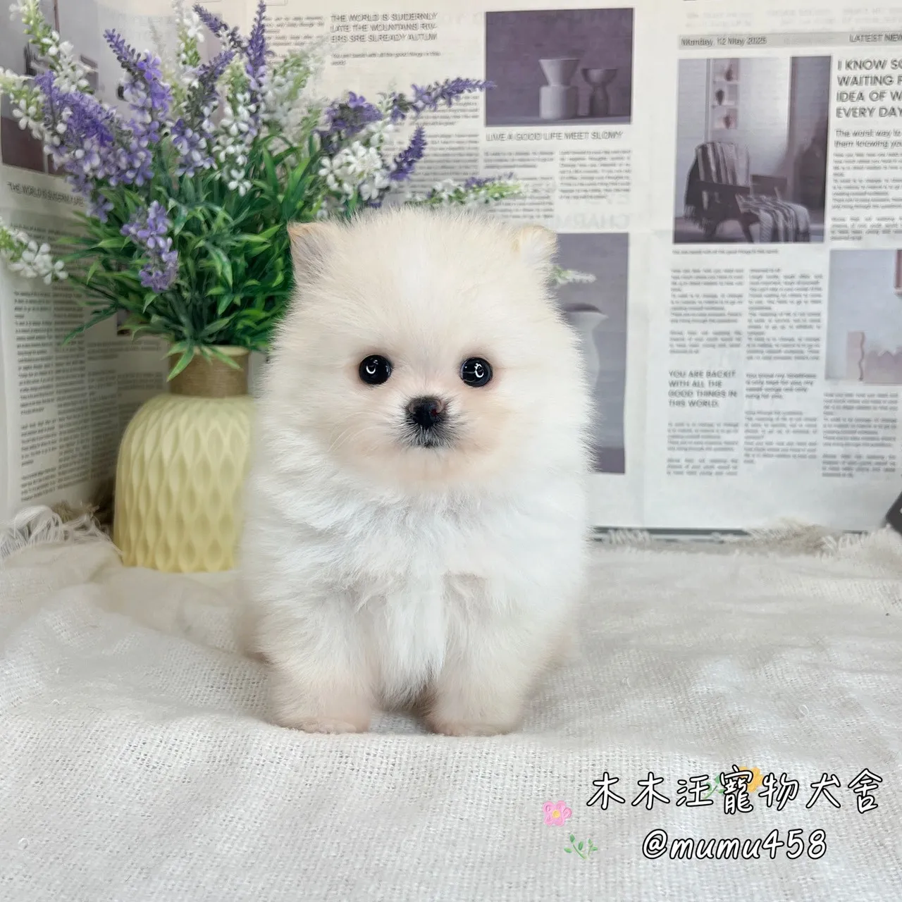 松鼠博美(白色)