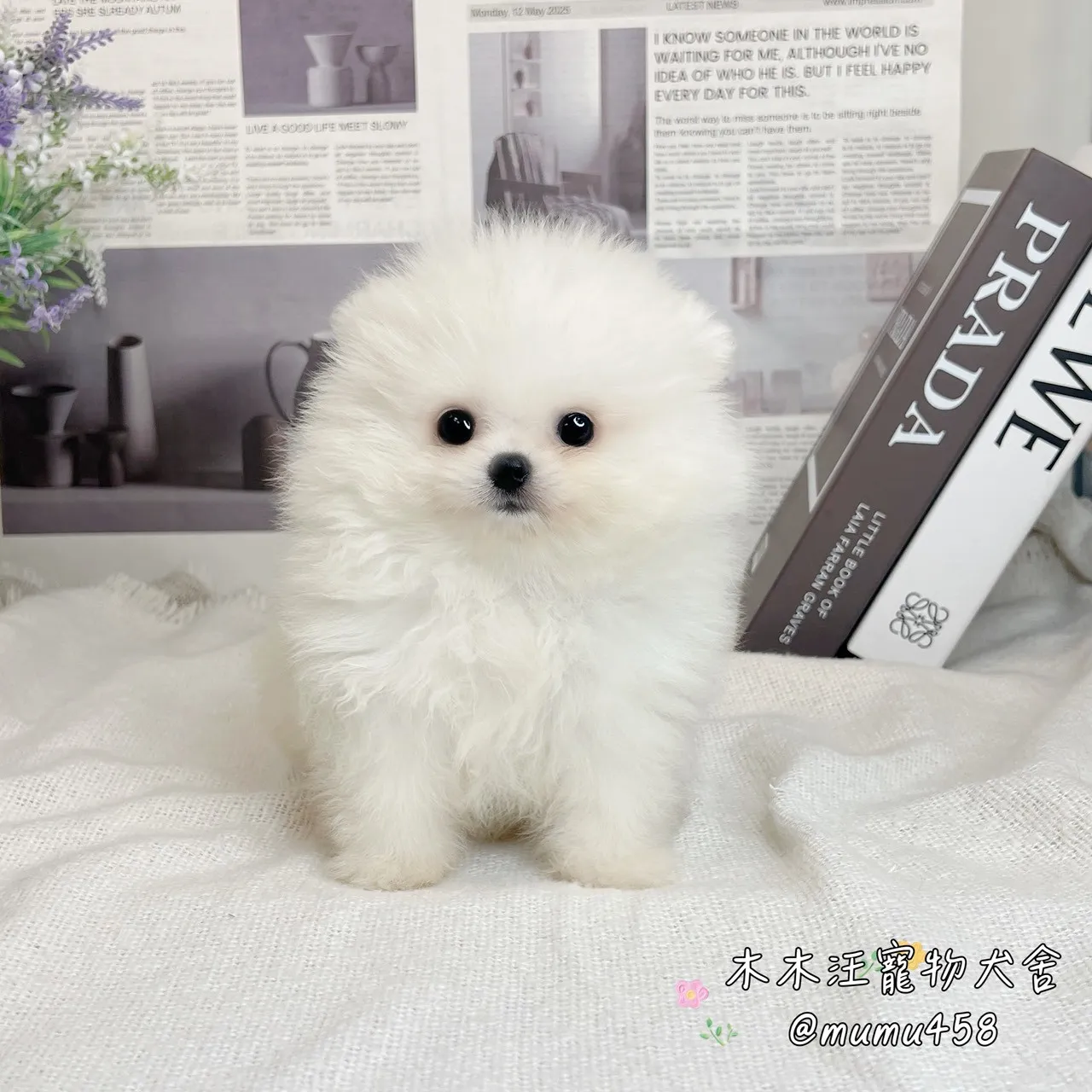 松鼠博美(白色)