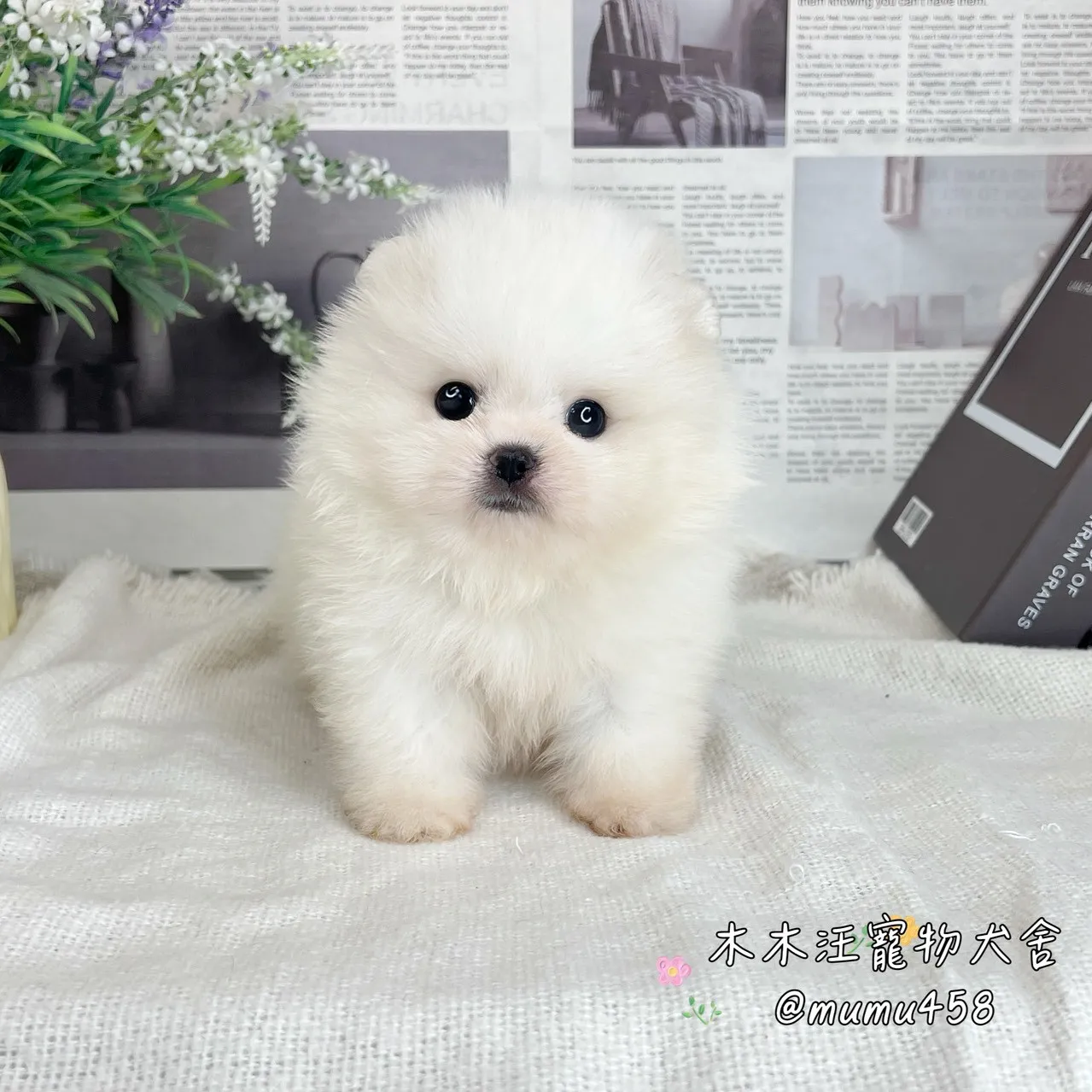 松鼠博美(白色)