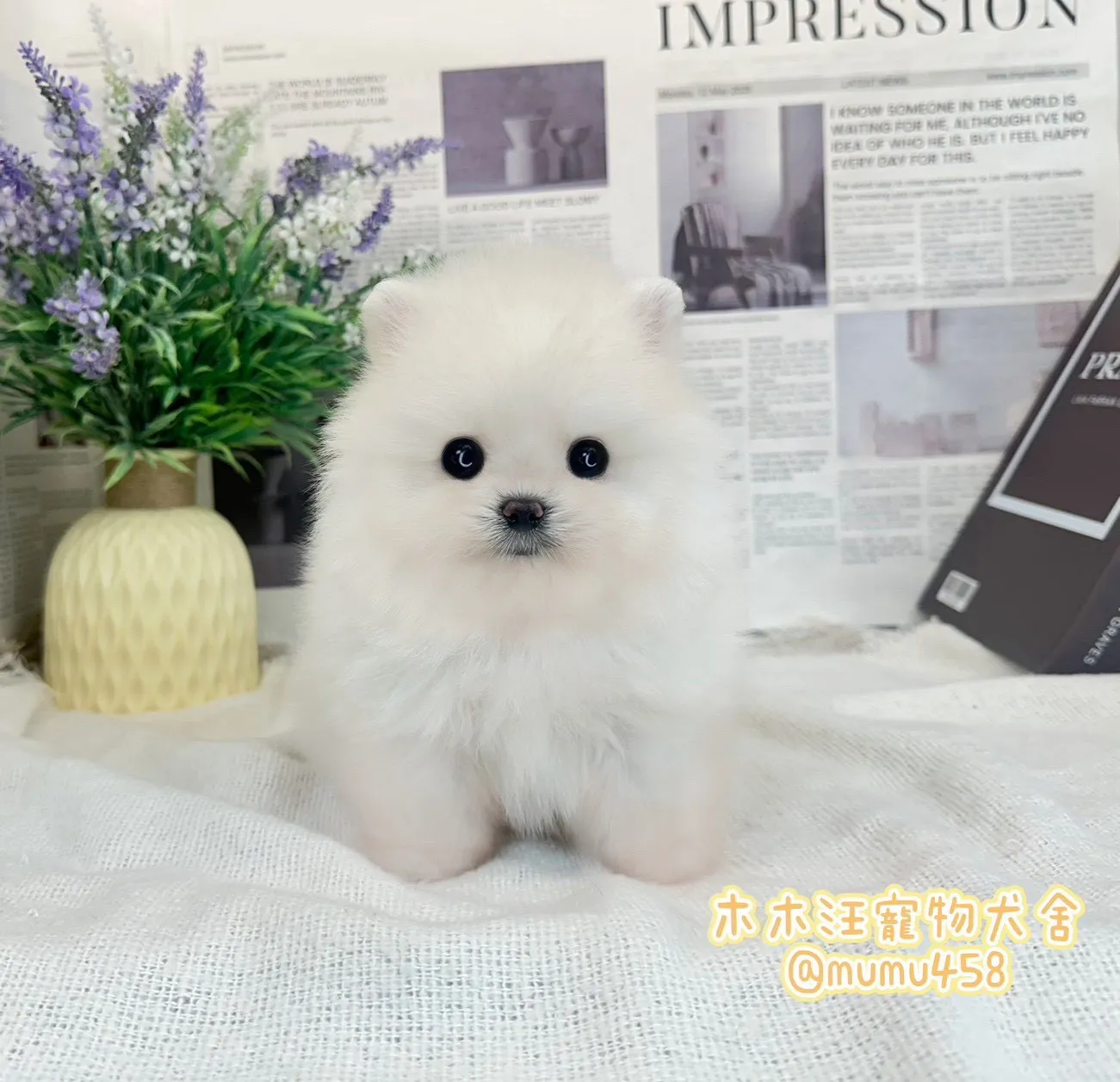 松鼠博美(白色)