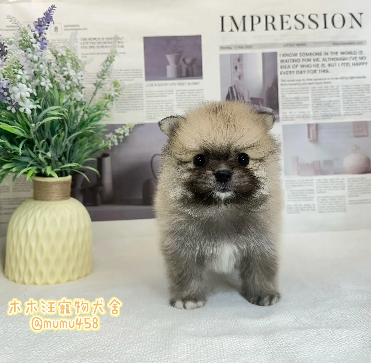 松鼠博美(奶油色)