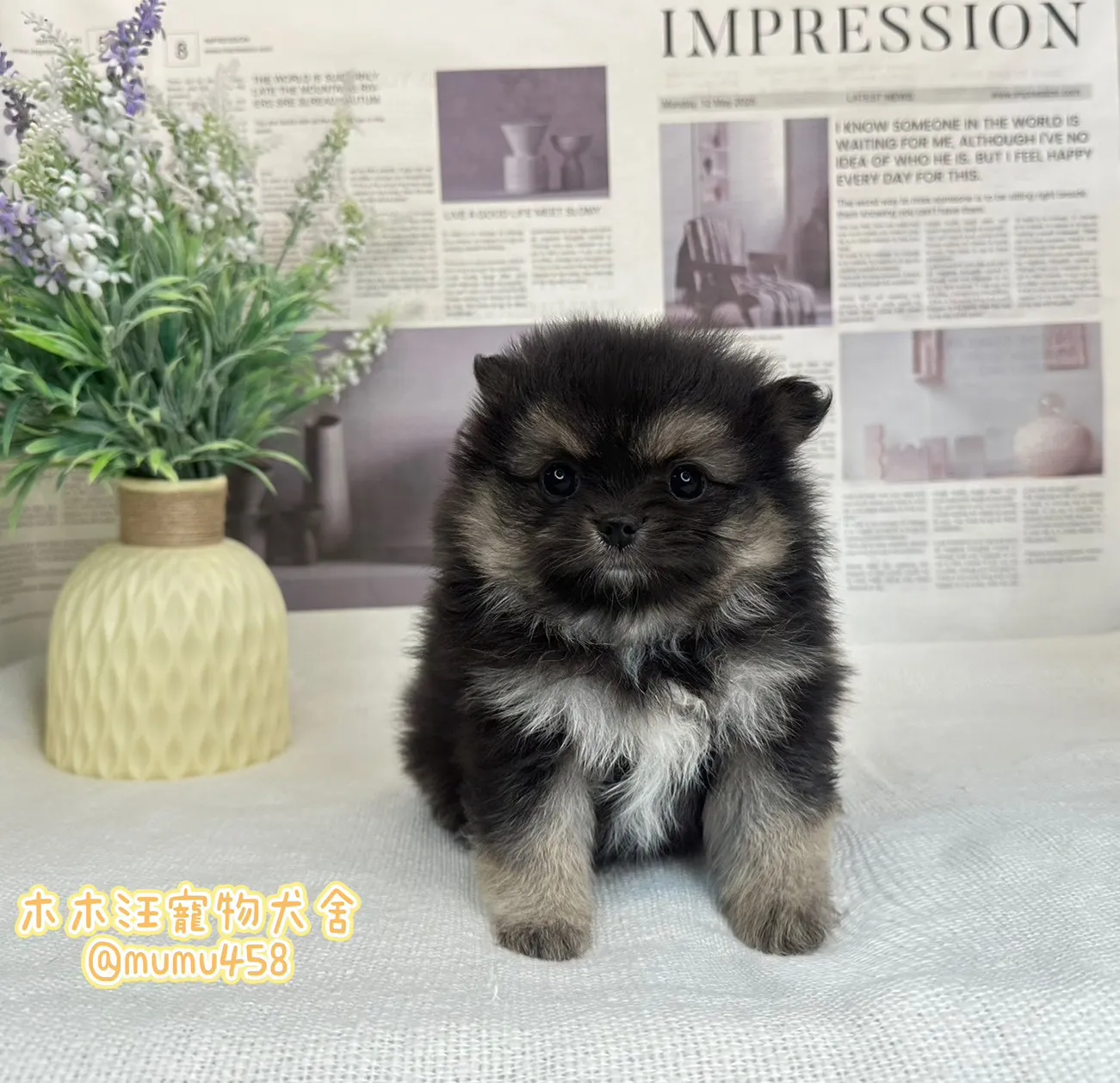 松鼠博美(黑四目色)