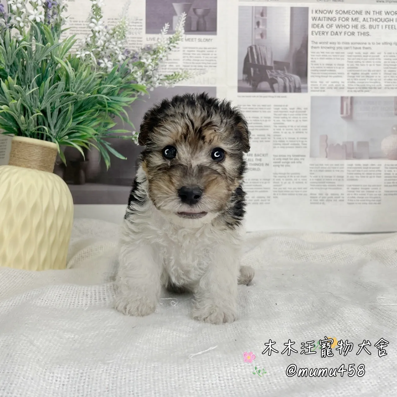 剛毛獵狐梗(懷亞鐵利亞)