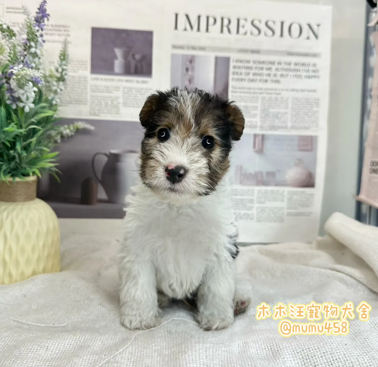 剛毛獵狐梗(懷亞鐵利亞)