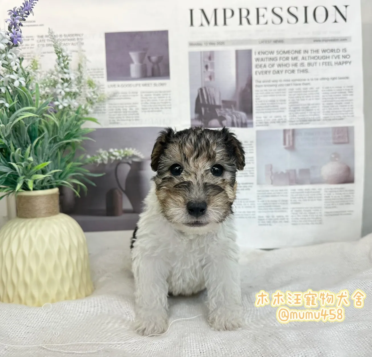 剛毛獵狐梗(懷亞鐵利亞)