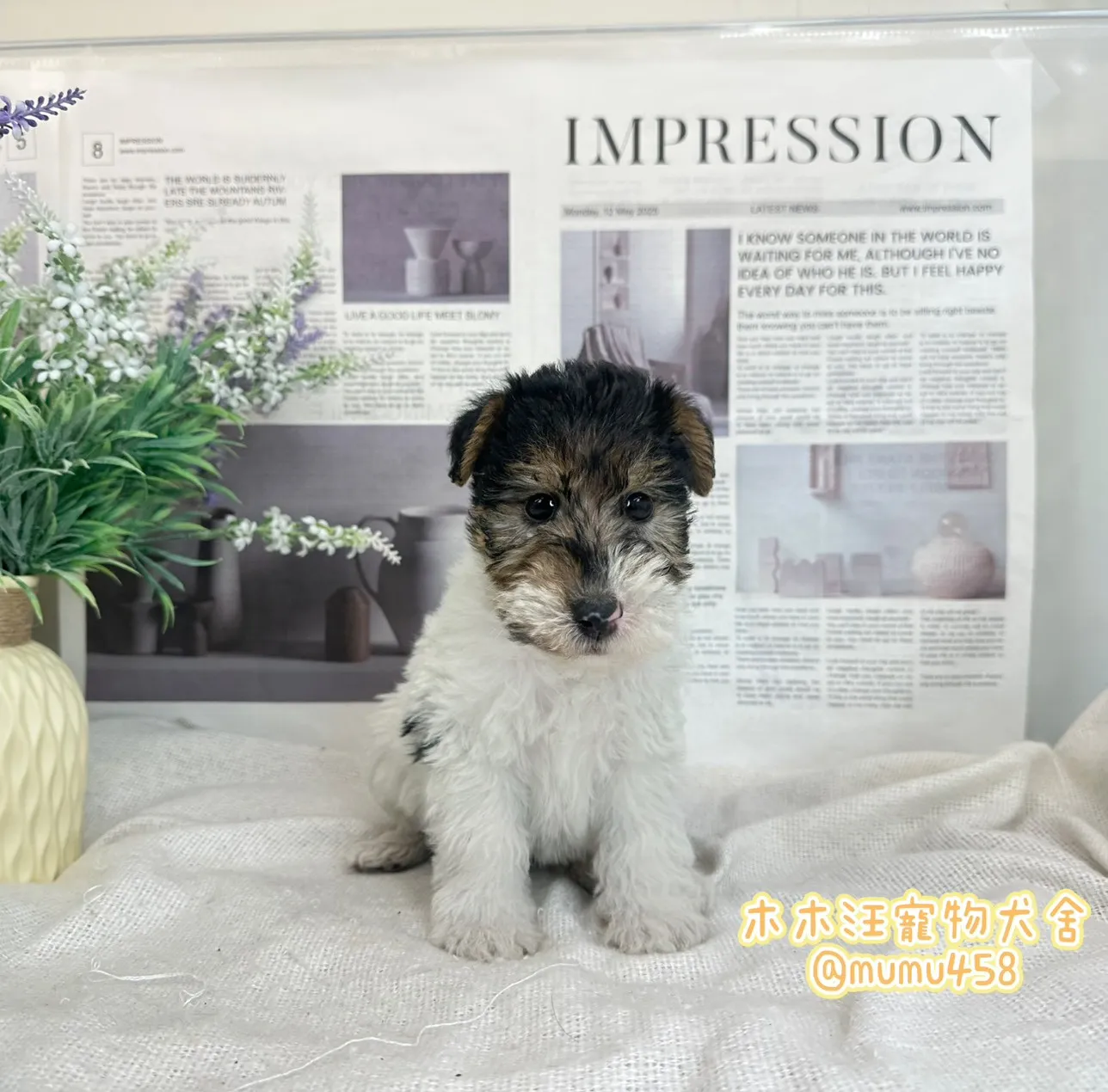 剛毛獵狐梗(懷亞鐵利亞)