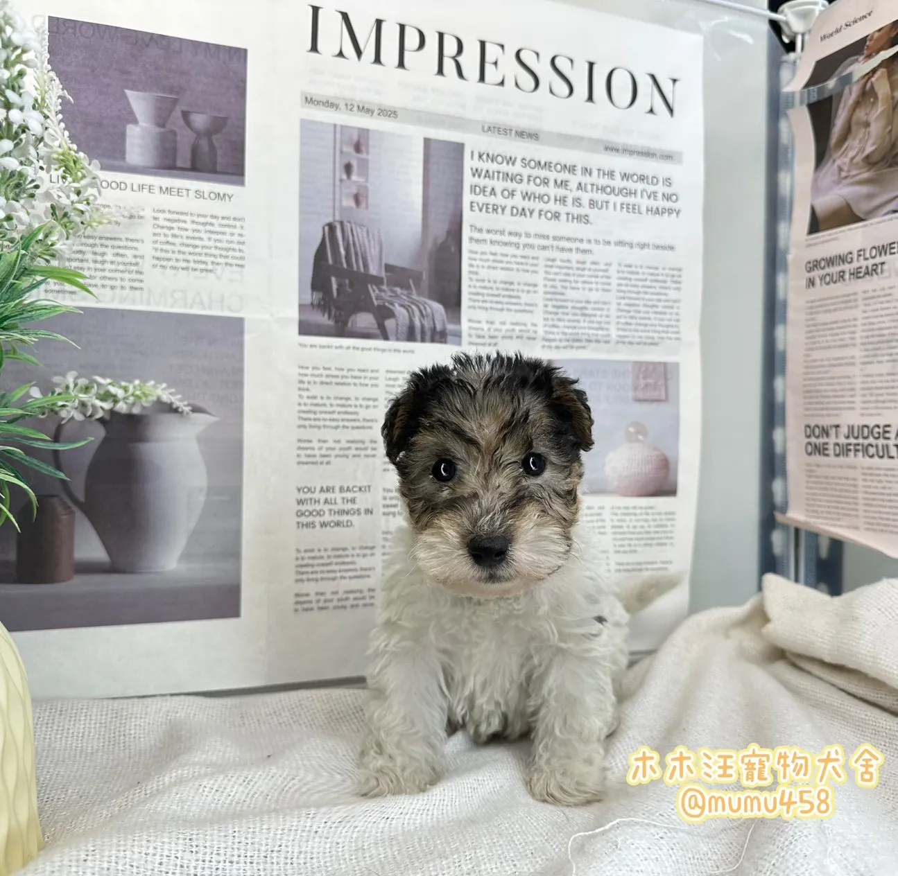 剛毛獵狐梗(懷亞鐵利亞)