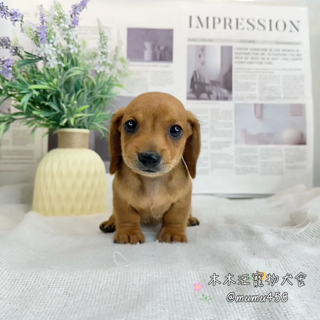 短毛臘腸(紅棕)