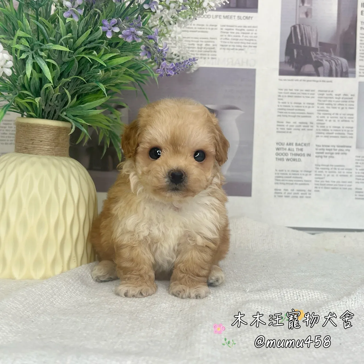 瑪爾泰迪(奶油色)