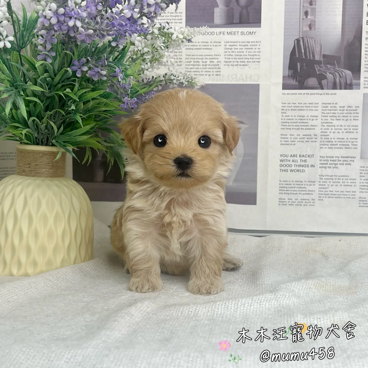 瑪爾泰迪(奶油色)