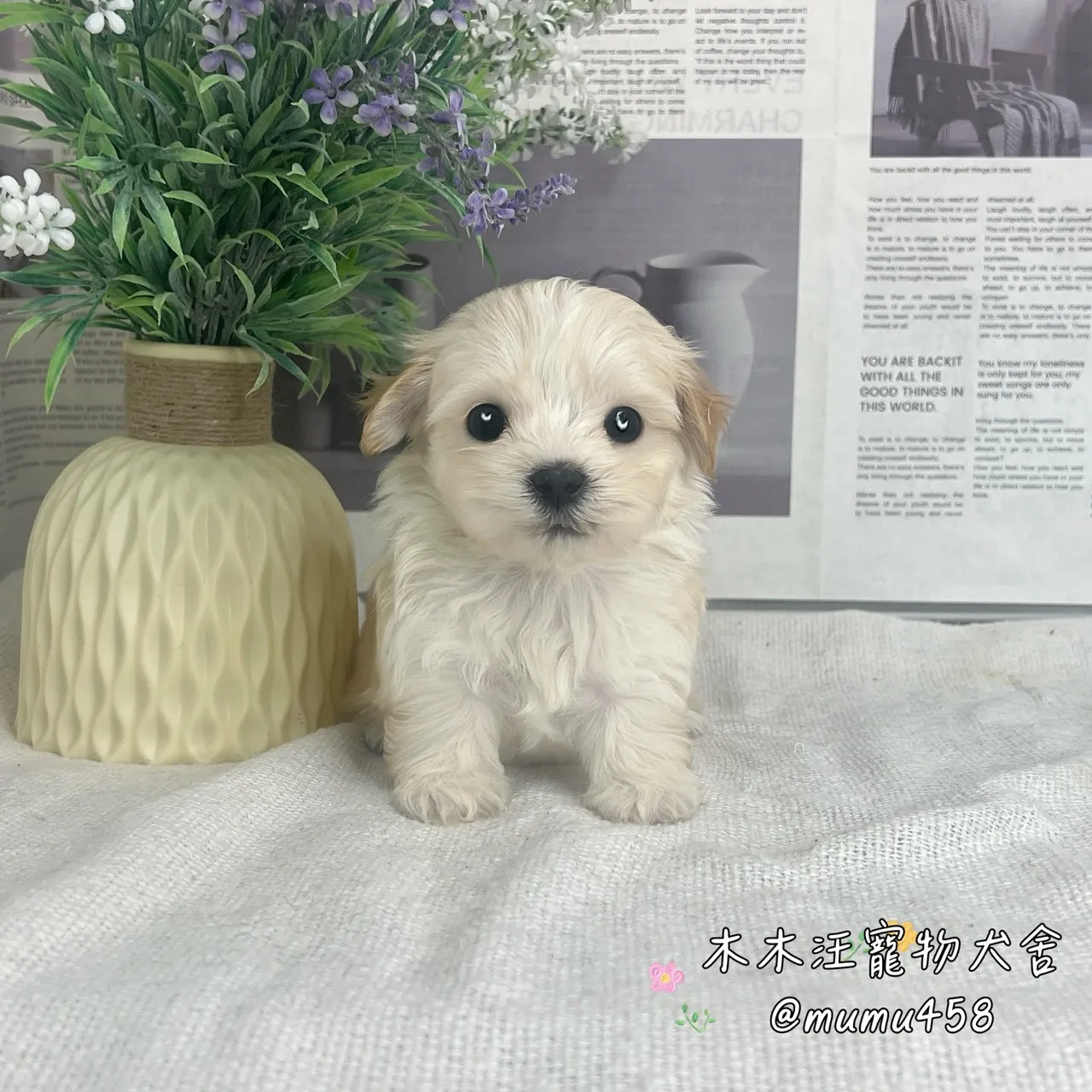 瑪爾泰迪(奶油白色)