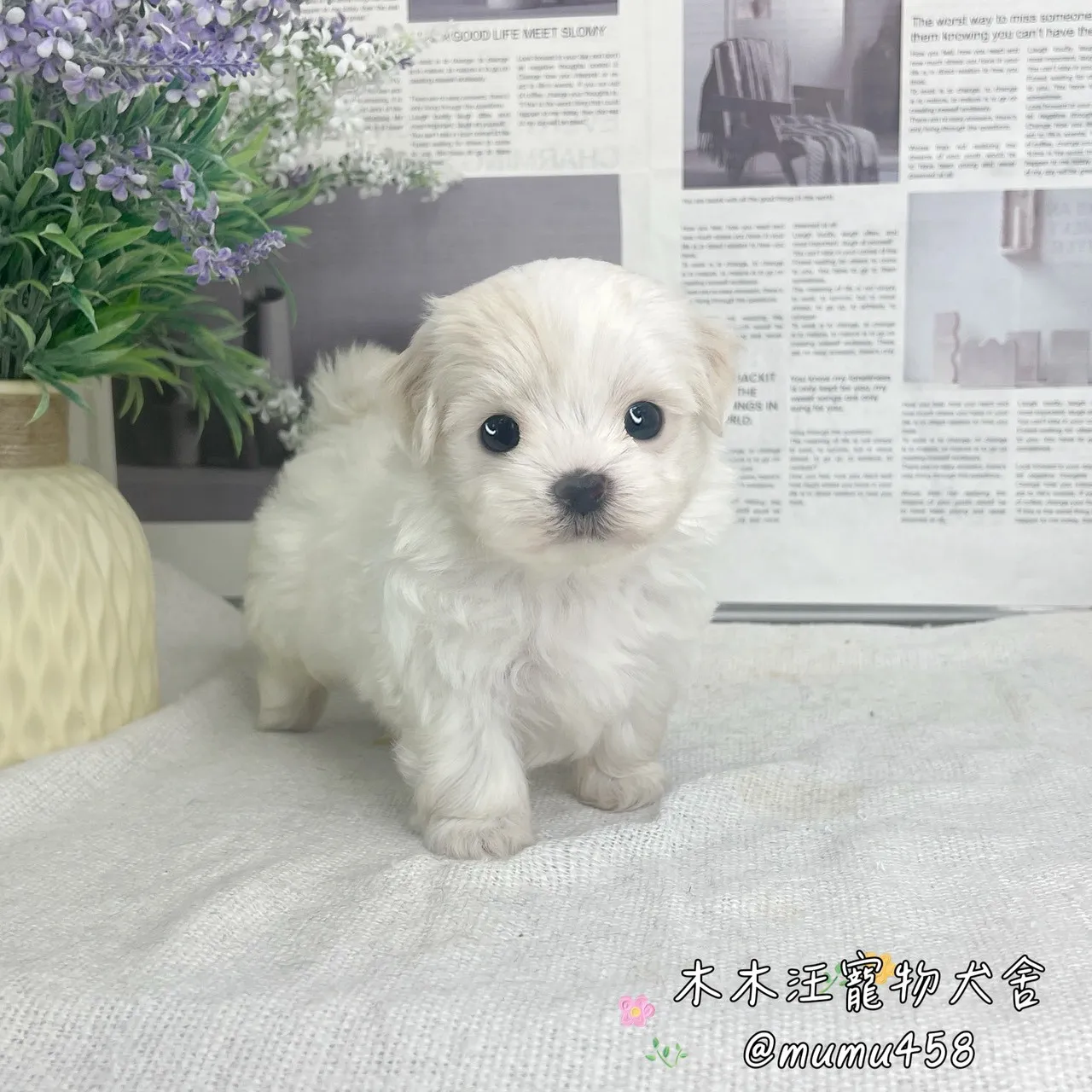 瑪爾泰迪(白色)