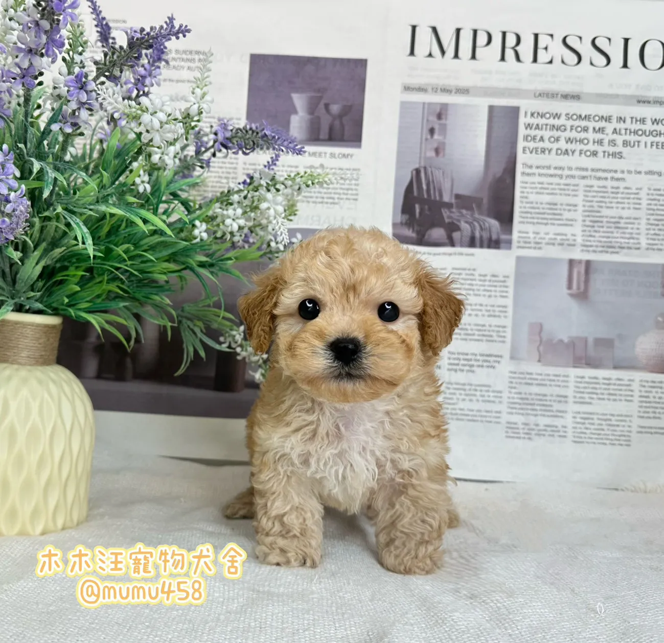 瑪爾泰迪(奶油色)