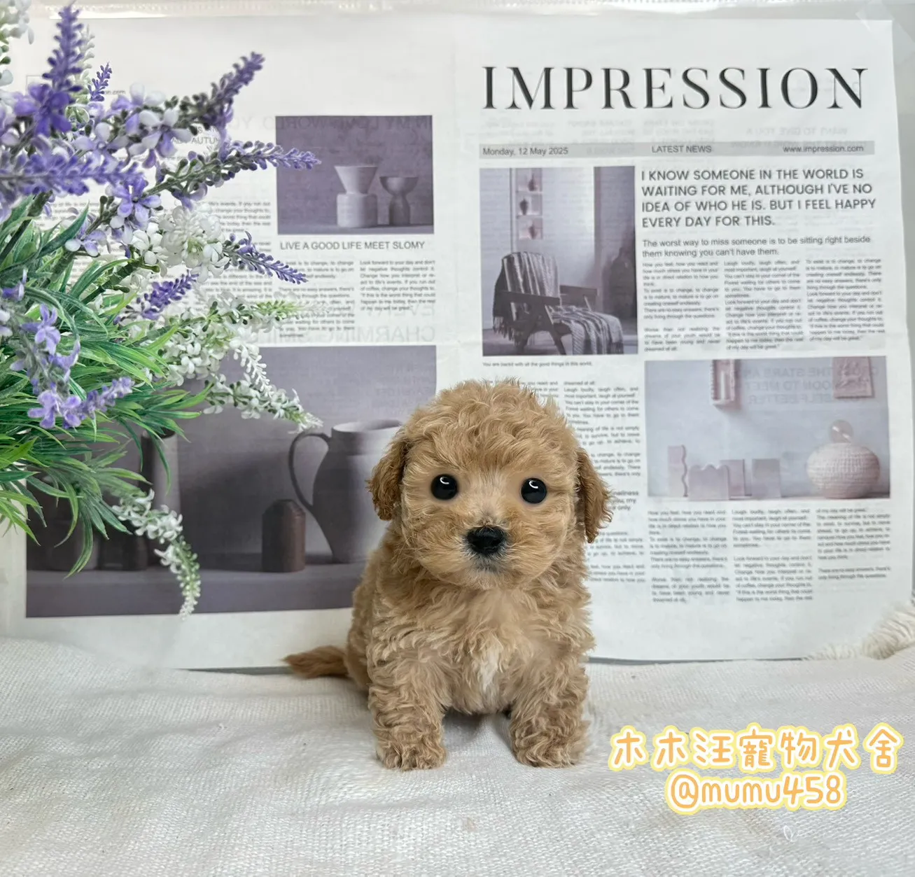 瑪爾泰迪(奶油色)