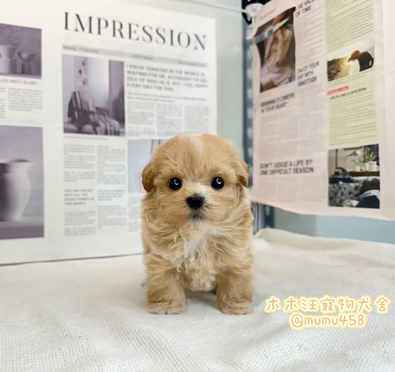 瑪爾泰迪(奶油色)