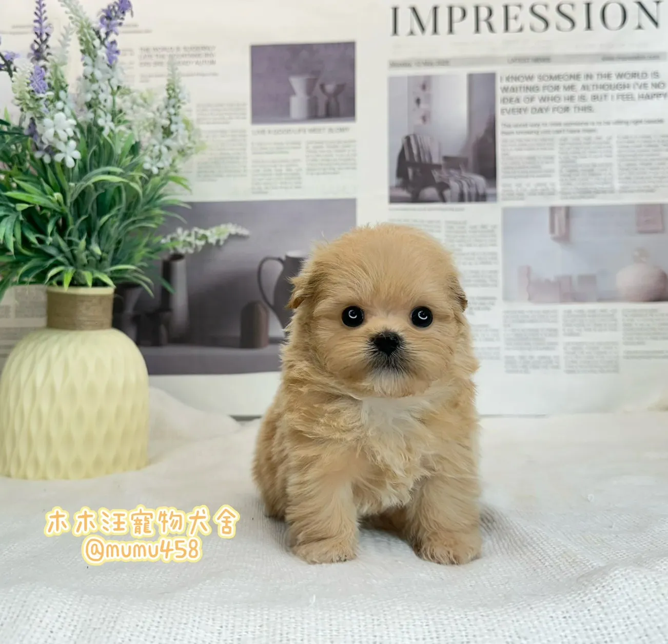 瑪爾泰迪(奶油色)