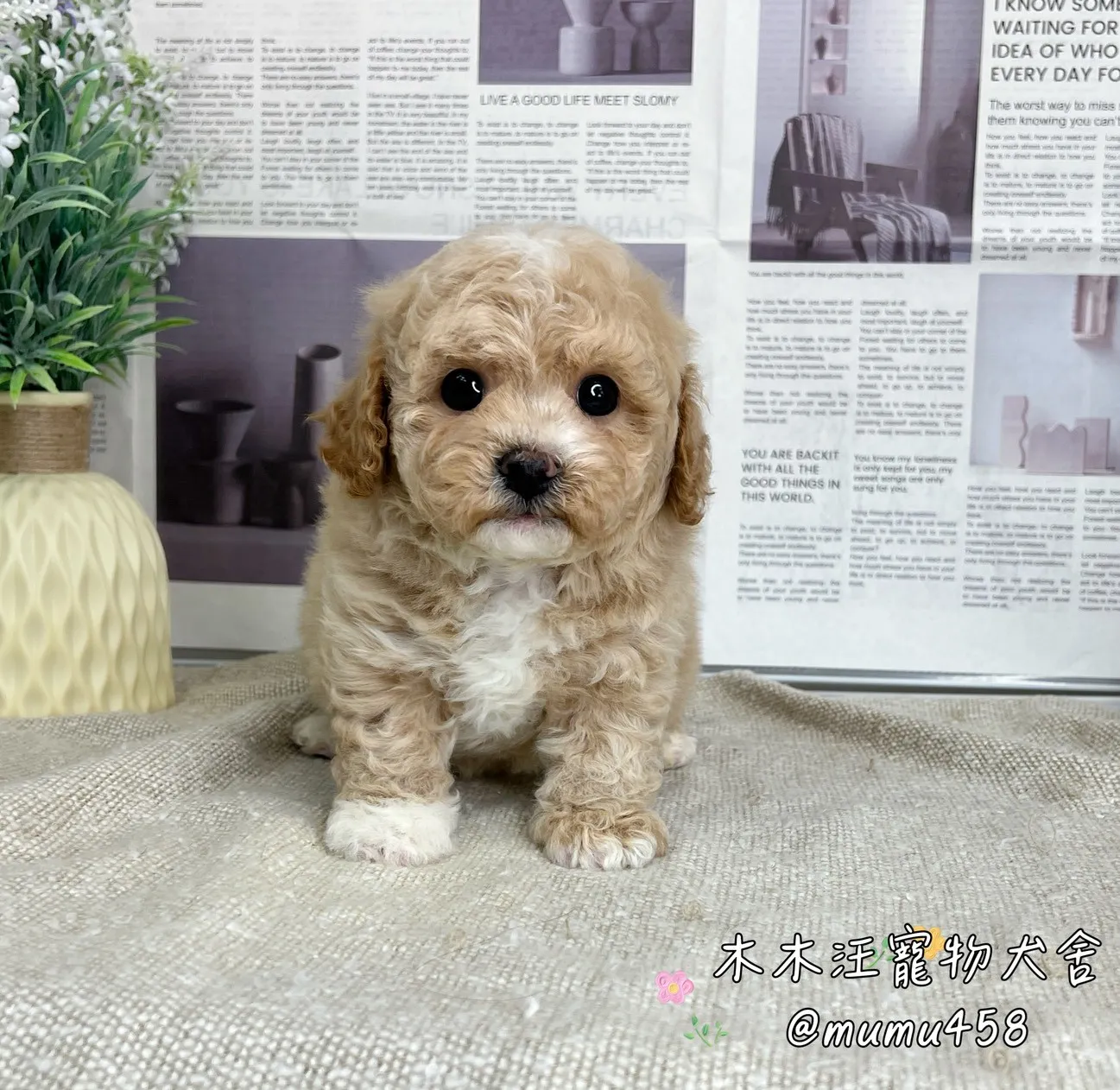 瑪爾泰迪(奶油色)