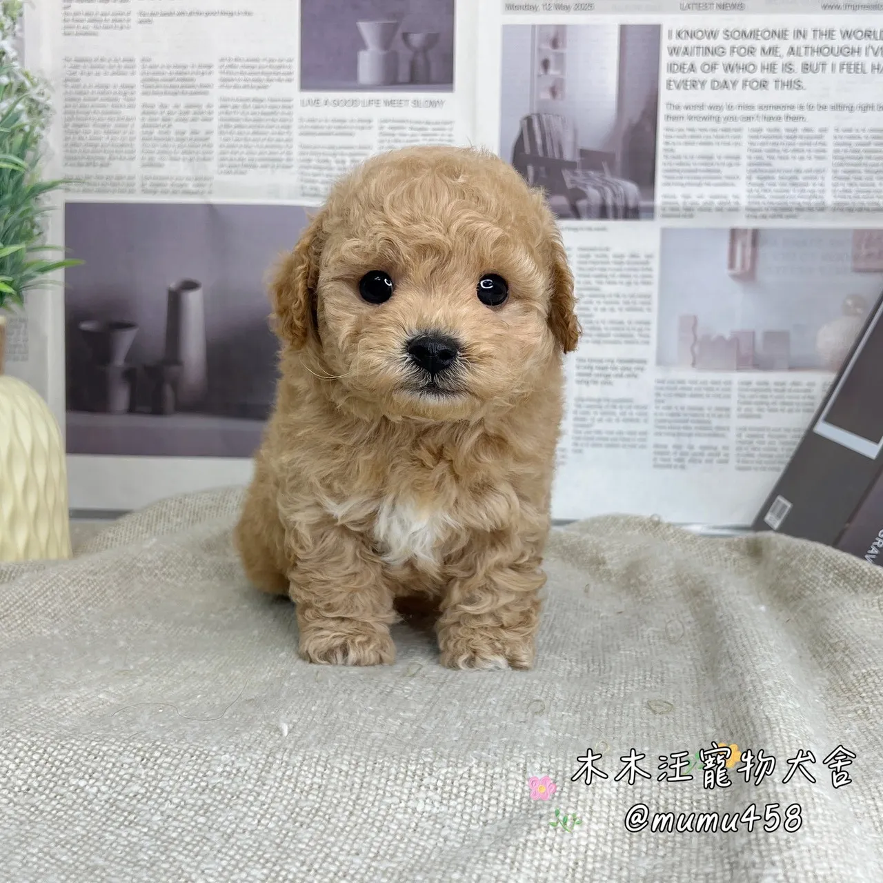 瑪爾泰迪(奶油色)