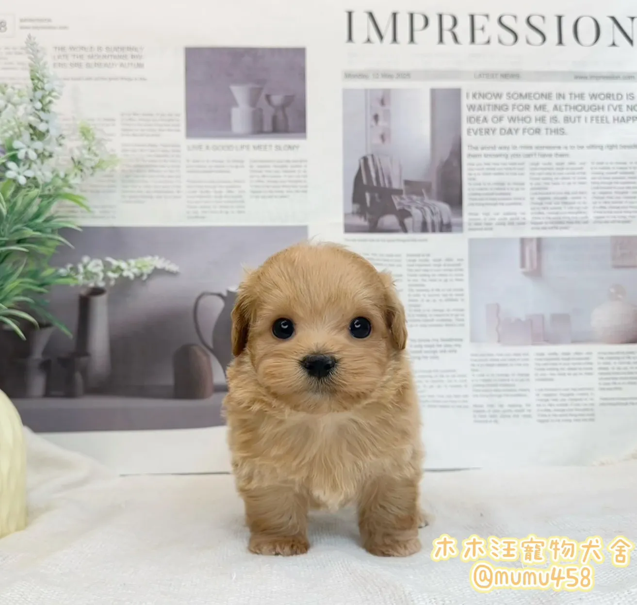 瑪爾泰迪(奶油色)