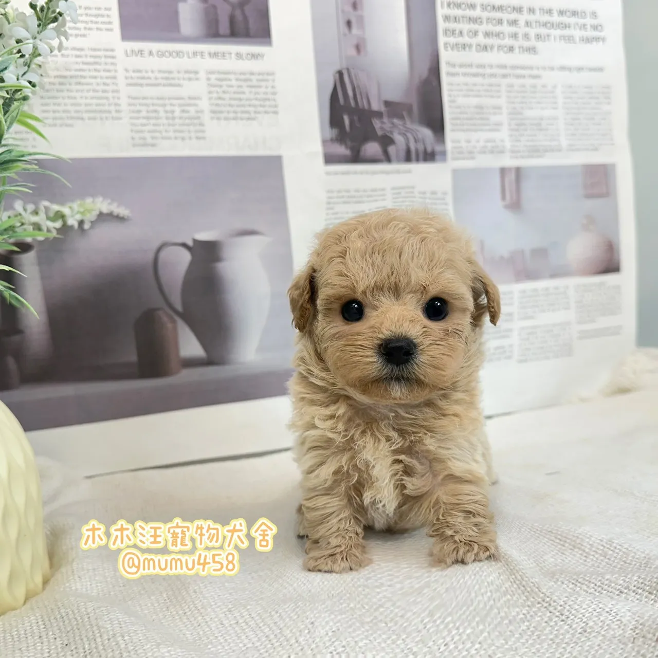 瑪爾泰迪(奶油色)