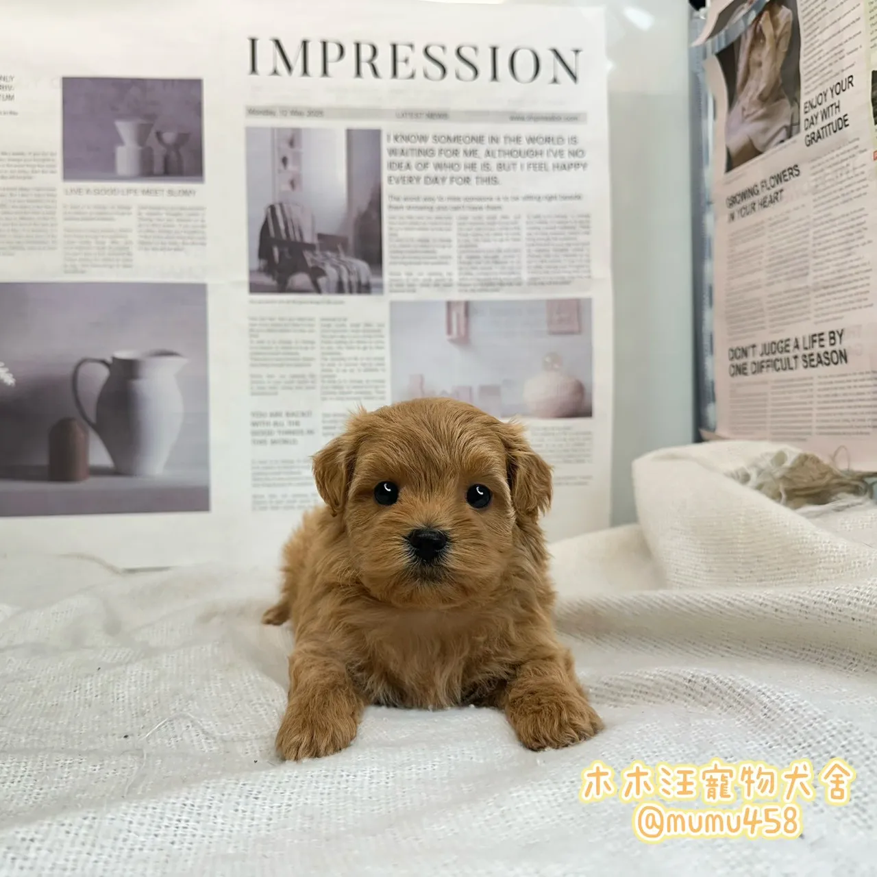 瑪爾泰迪(奶油色)