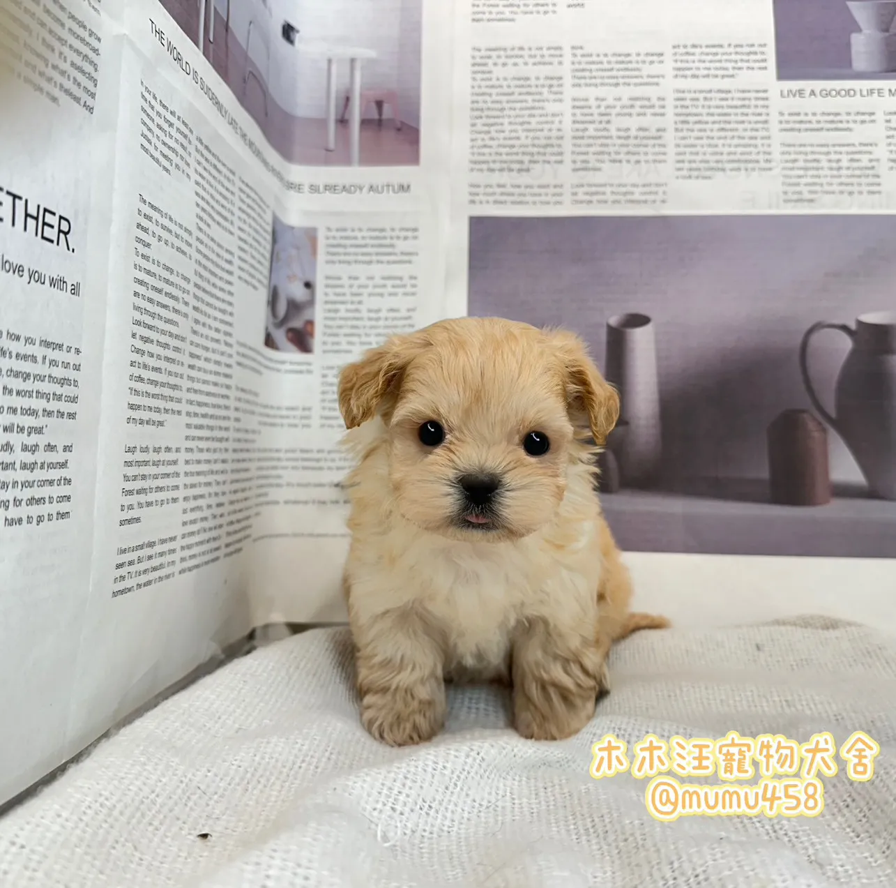 瑪爾泰迪(奶油色)