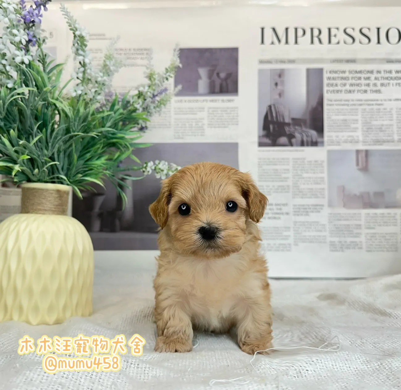 瑪爾泰迪(奶油色)