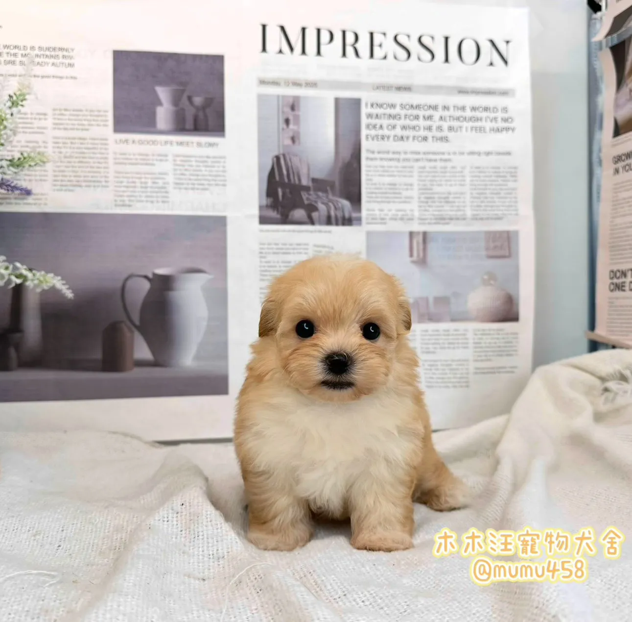 瑪爾泰迪(奶油色)