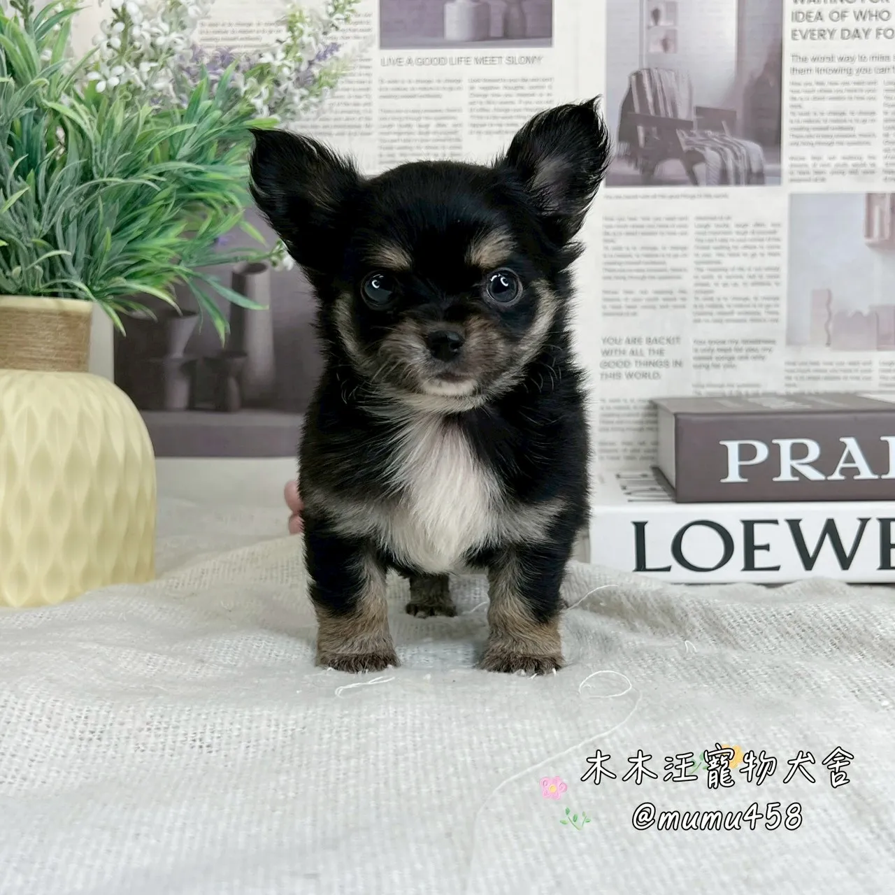 長毛吉娃娃(黑奶)