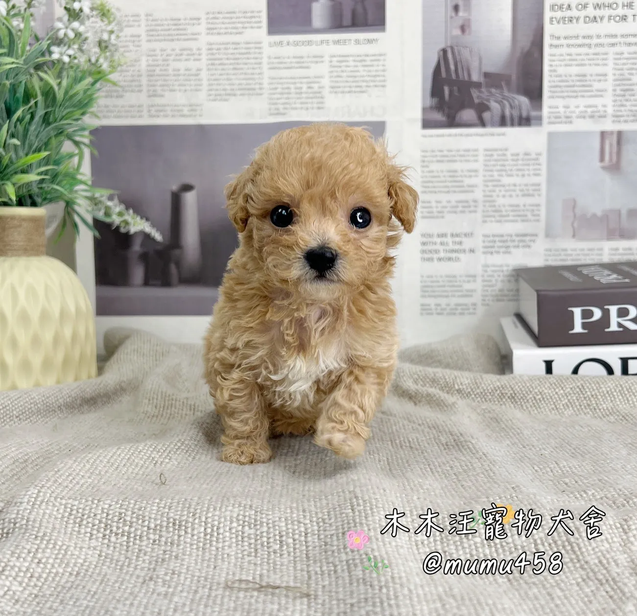 貴賓犬(奶油色)