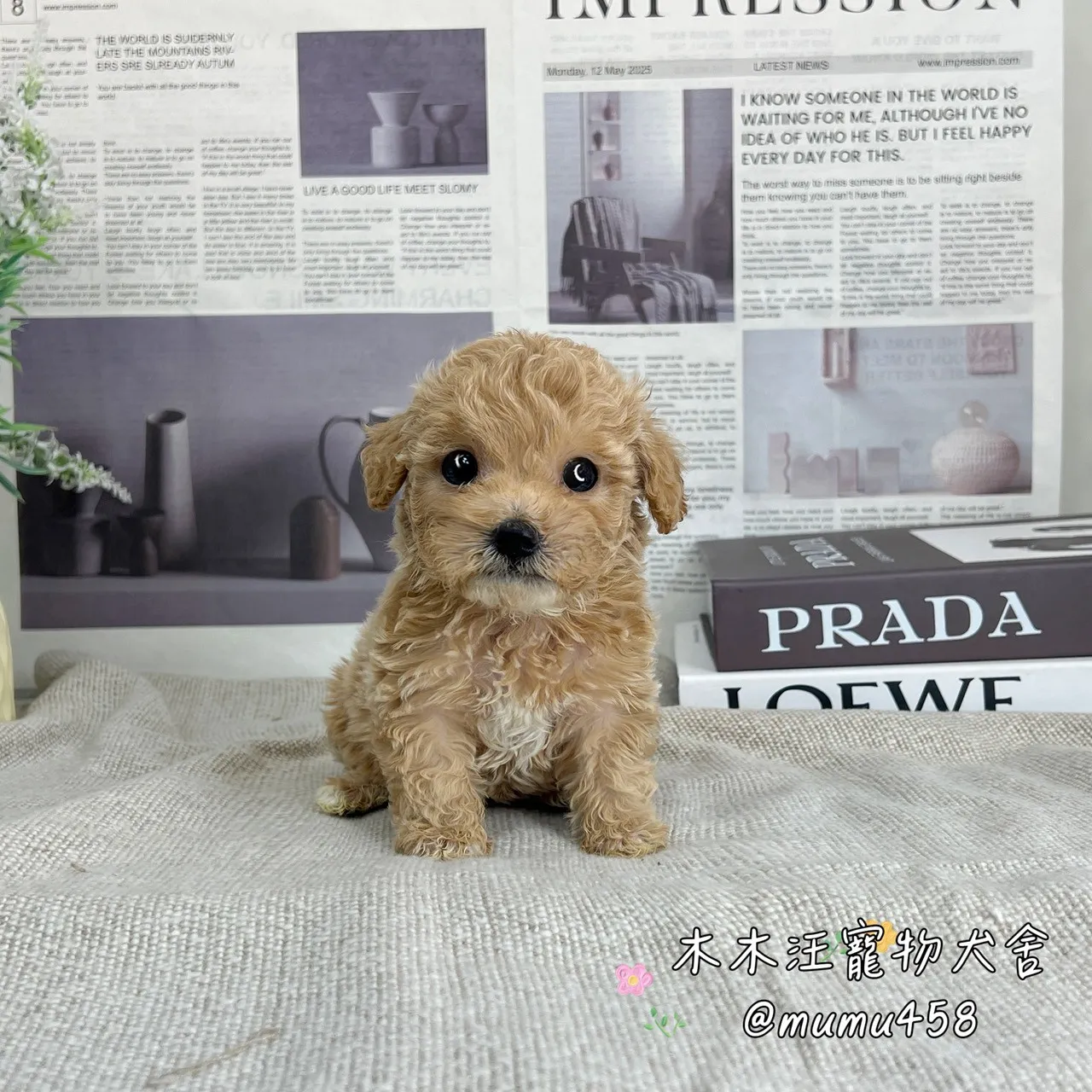 貴賓犬(奶油色)